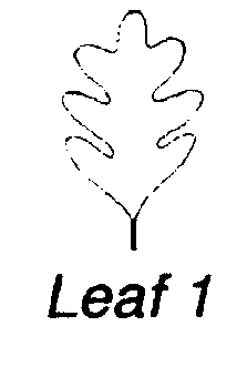 leaf1.gif (2518 bytes)