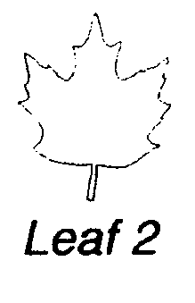 leaf2.gif (2551 bytes)
